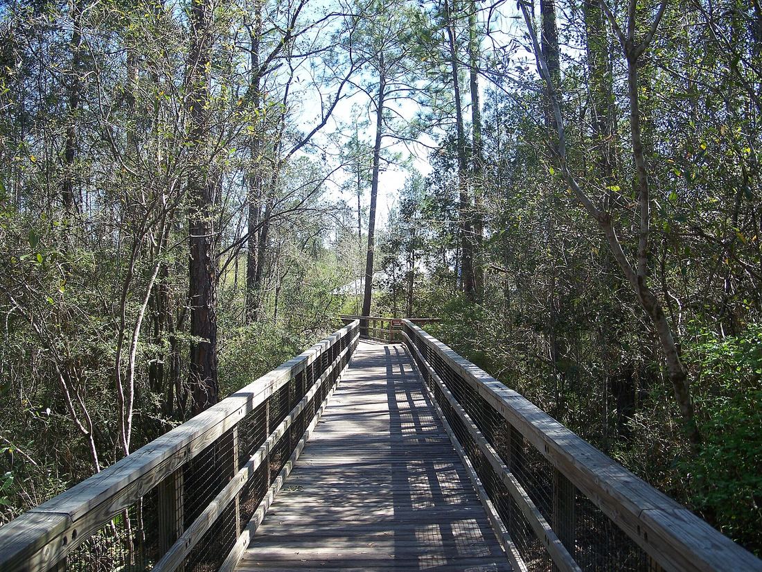 Wooden boardwalk through tall pines at Blackwater River State Park