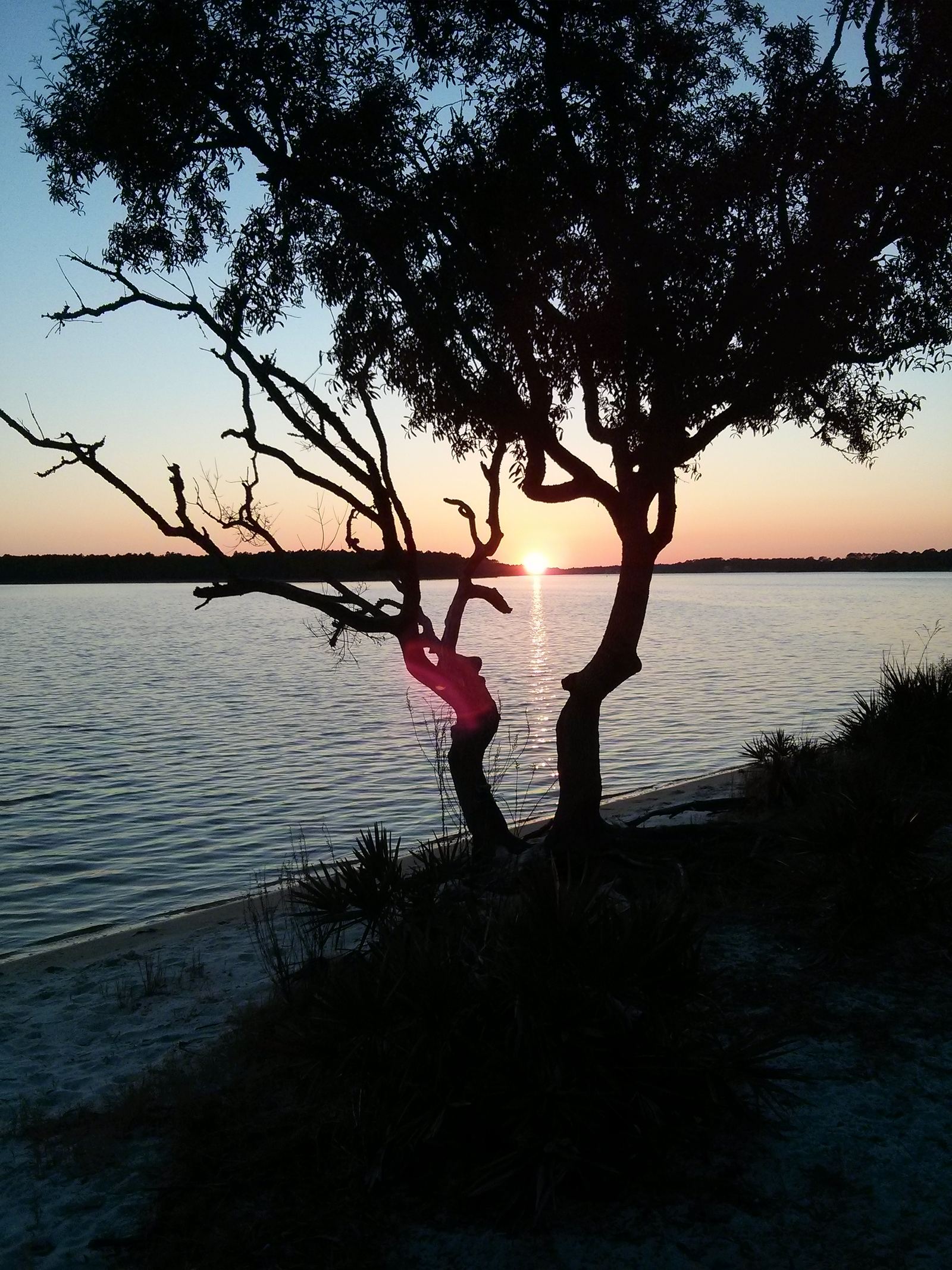 Silhouetted oak tree on a sandy shore at sunset over Bayou Grande at Navy Point