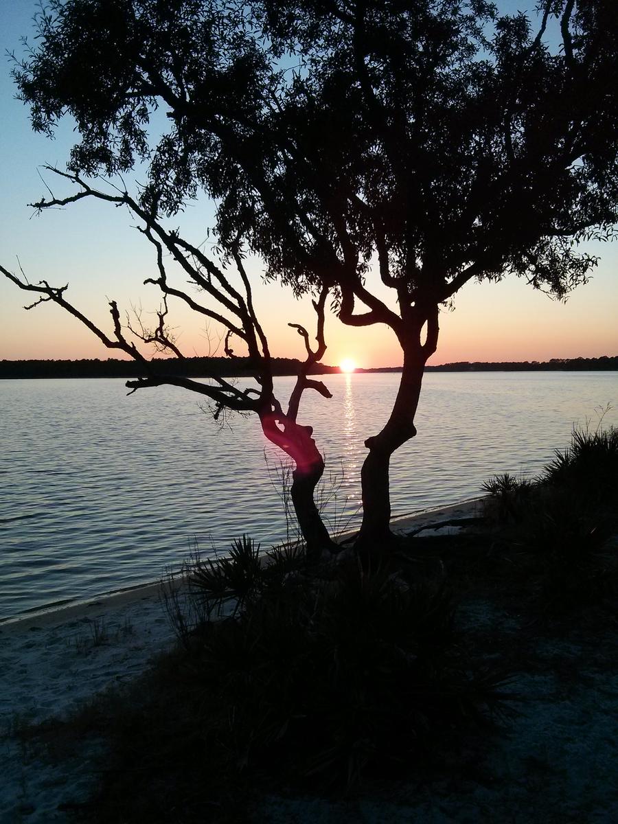 Silhouetted oak tree on a sandy shore at sunset over Bayou Grande at Navy Point