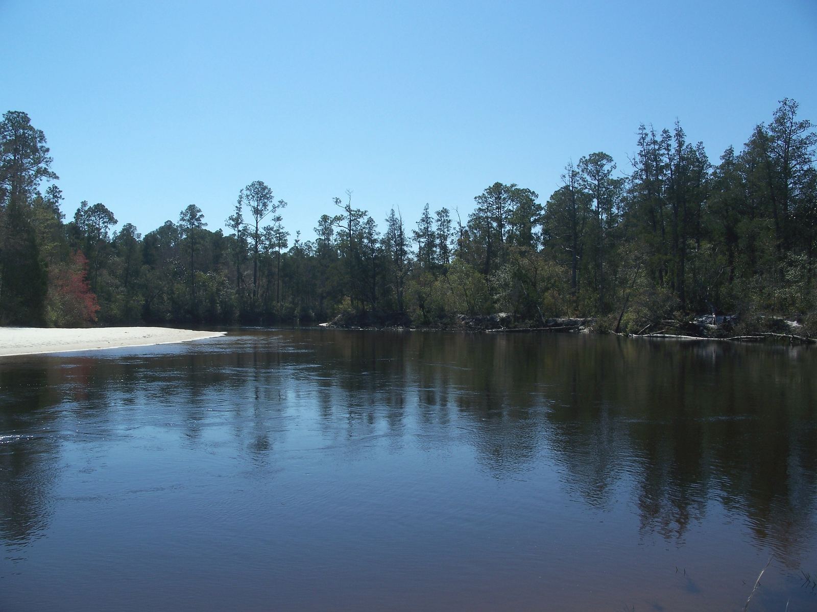 Dark calm river with a white sandbar and pine forest in Blackwater River State Park