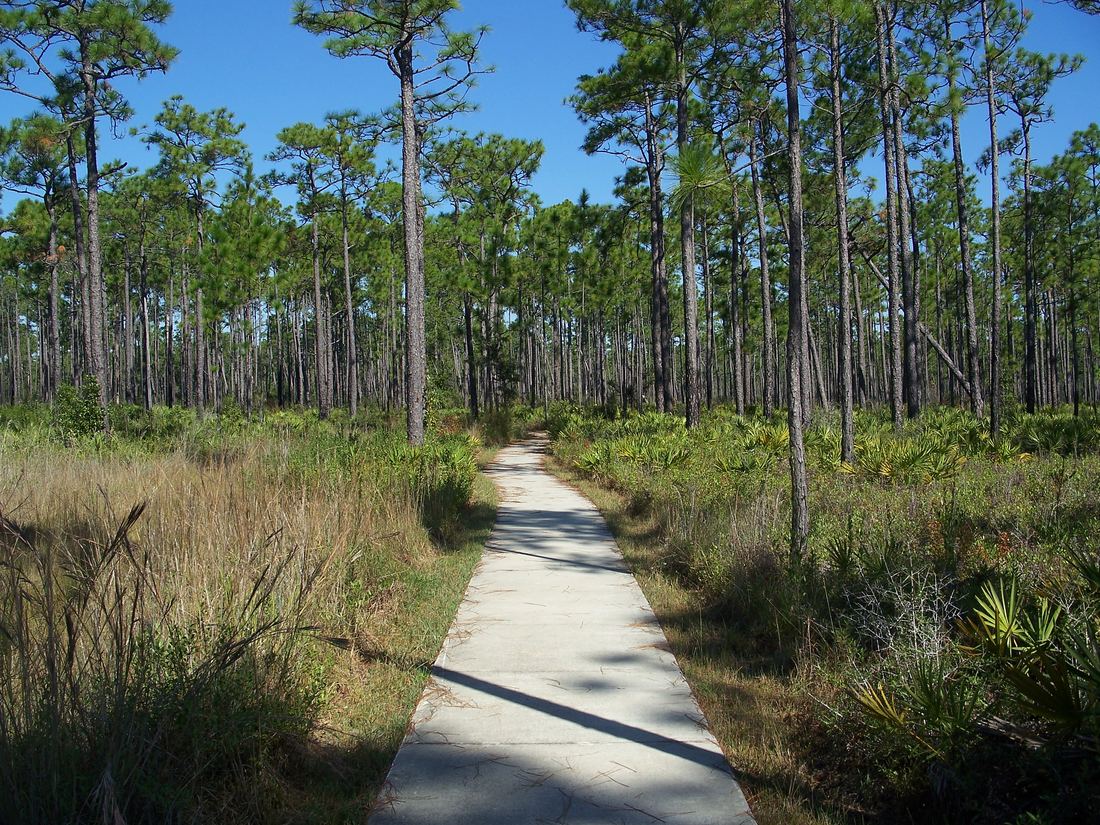 Paved trail through longleaf pine flatwoods and saw palmetto at Tarkiln Bayou Preserve State Park
